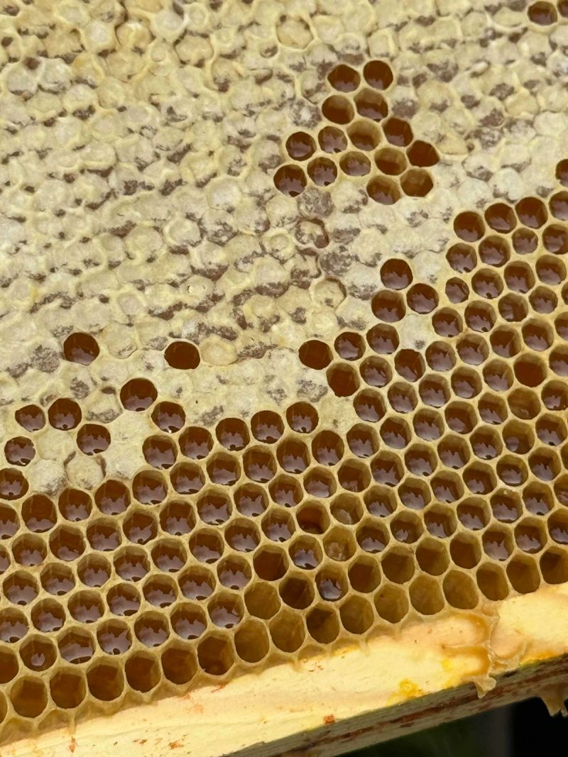 Journée mondiale des abeilles : des ruches sur notre site TDC02