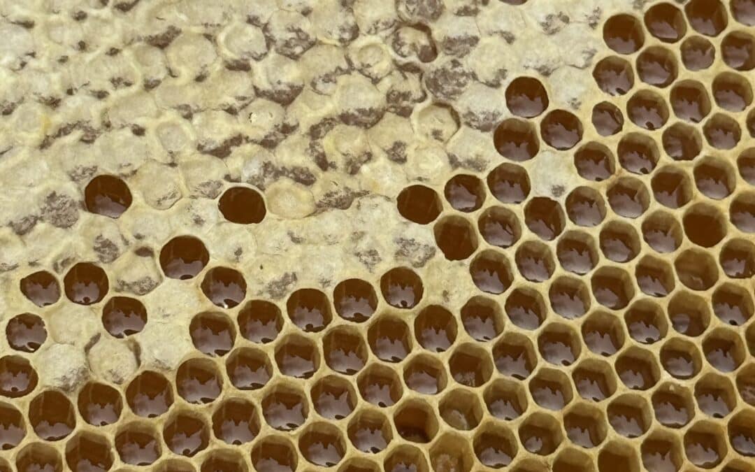 Journée mondiale des abeilles : des ruches sur notre site TDC02